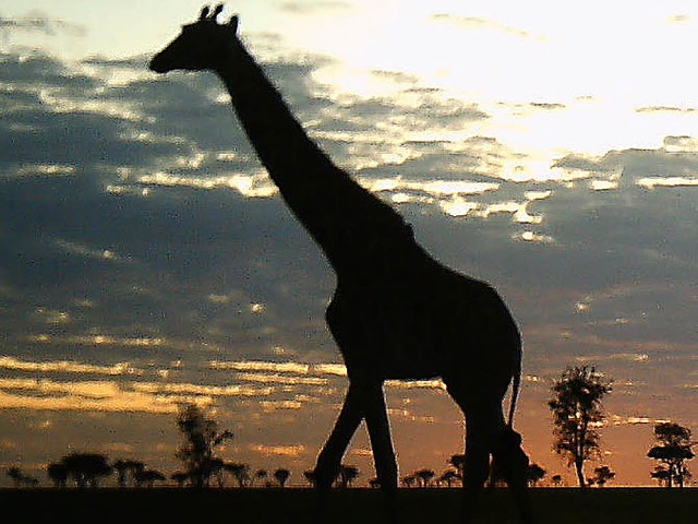 Im Fadenkreuz vieler Wildtierjger: die afrikanische Giraffe  | Foto: AFP