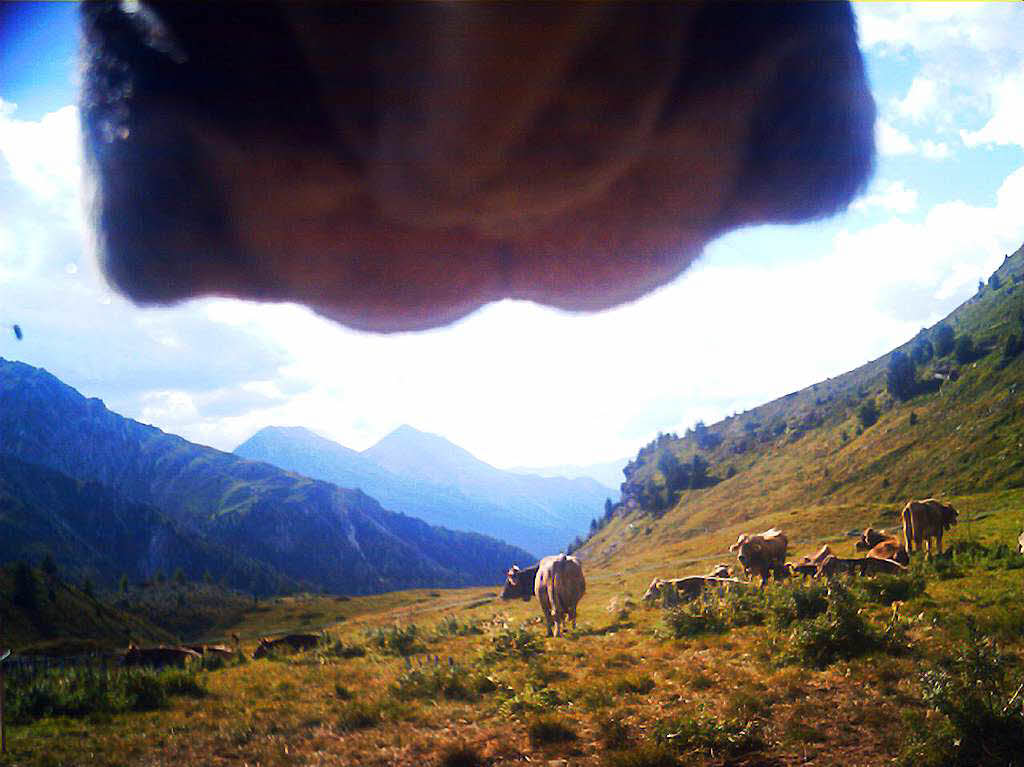 Kamerakuh Fida im Val Mstair im Bezirk Inn des Kantons Graubnden in der Schweiz