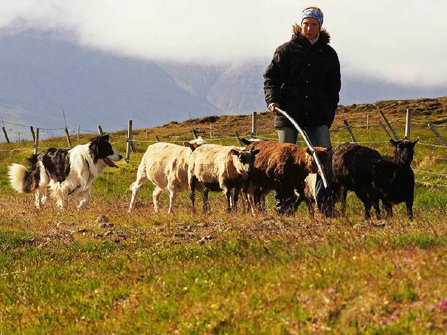 Schafe treiben ist kein Kinderspiel: C...rem  Htehund Baugur am Skagafjrur.   | Foto: Karlheinz Schiedel