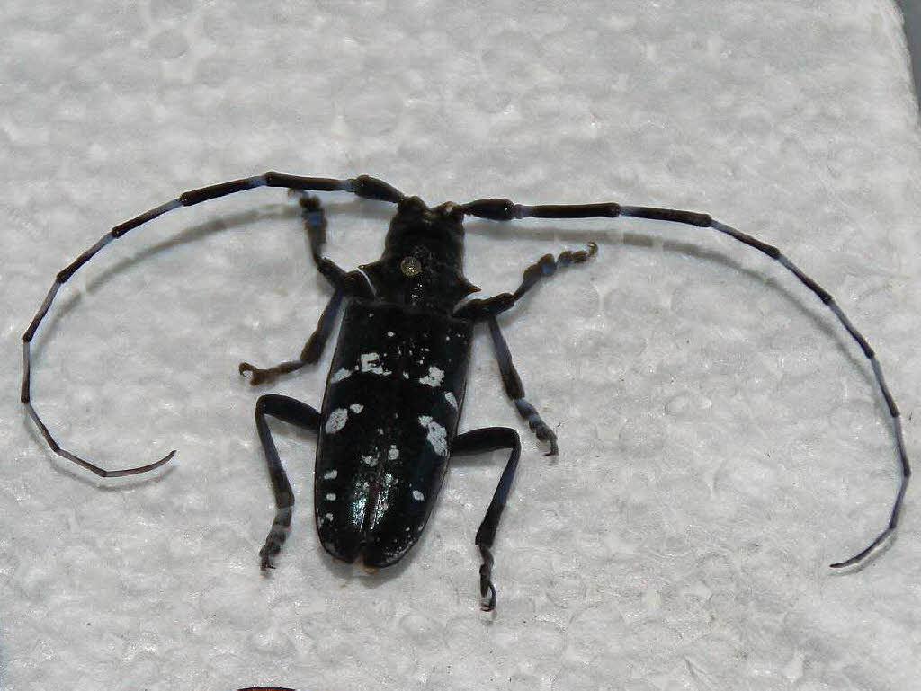 Der Käfer muss bekämpft werden - Grenzach-Wyhlen - Badische Zeitung