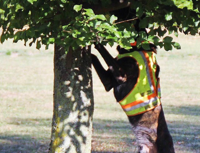 Zur Vorfhrung hatte der Sprhundefhr...er Schferhund fand ihn und schlug an.  | Foto: Rolf Reimann