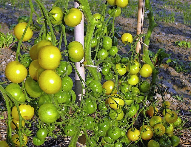 Tomate ist nicht gleich Tomate.   | Foto: Hilde Erner und SWR1/Sabine Hipp (unten)