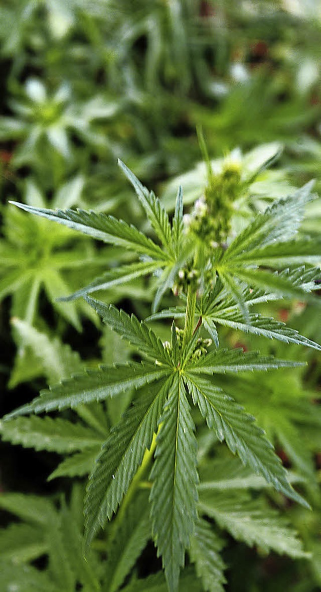 Zu viel Cannabis wurde einem Angeklagten zum Verhngnis.  | Foto: Symbolbild: Abdelkah Senna/afp