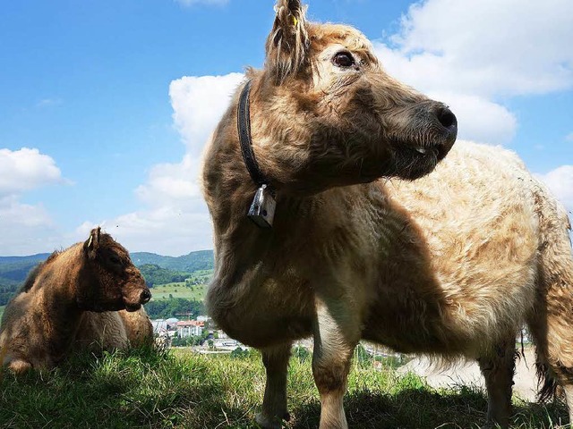 Foto von Kamerakuh Sofie, unterwegs im Baselland  | Foto: cowcam.ch