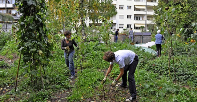 Grtnern lsst sich auch in stdtische...eld: ein Gemeinschaftsgarten in Basel   | Foto: ZVG