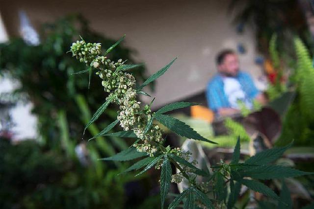 Dürfen Kiffer künftig ihr Cannabis selbst anbauen?