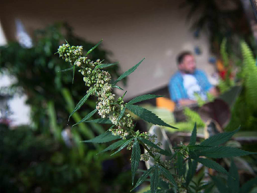 Dürfen Kiffer künftig ihr Cannabis selbst anbauen