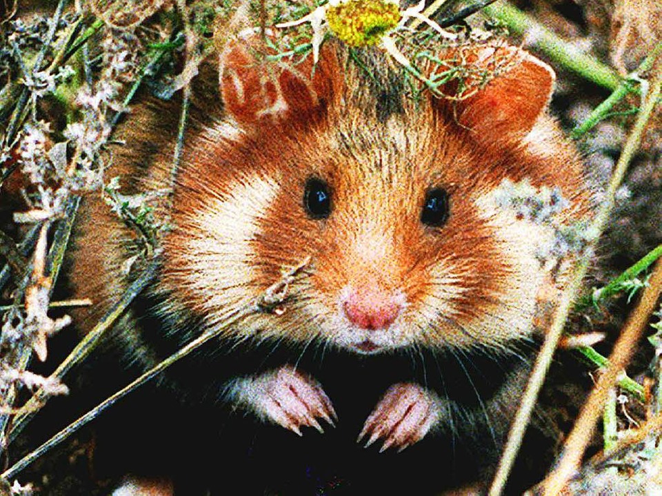 Kleine Tiere, große Verantwortung Schülertexte Badische Zeitung