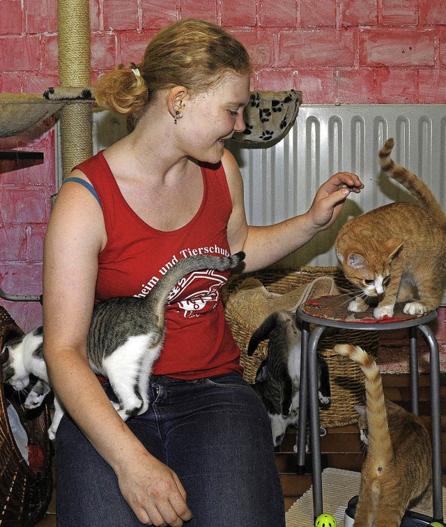 Im Lahrer Katzenhaus geht die Post ab... den Jüngsten alle Hände voll zu tun. | Foto: CHR. Breithaupt (4)/B. Schaller (3) Im Lahrer Katzenhaus geht die Post ab... den Jüngsten alle Hände voll zu tun. | Foto: CHR. Breithaupt (4)/B. Schaller (3)
