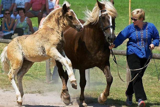 Fotos: Fohlenschau in St. Mrgen