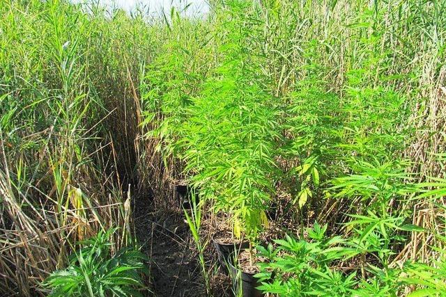 Hubschrauberstaffel der Polizei entdeckt Cannabispflanzen in Kappeler Schilffeld