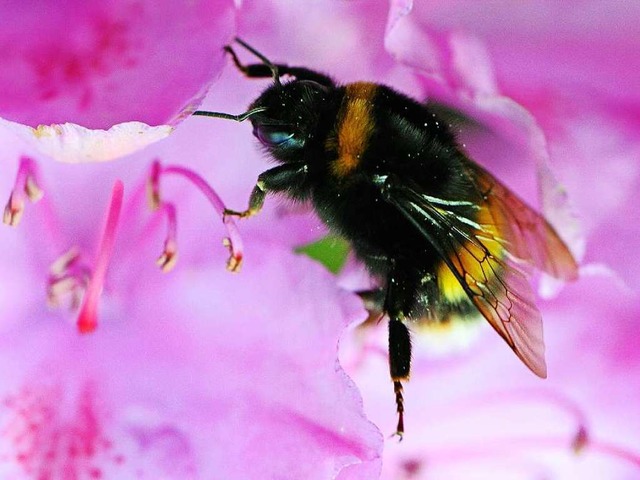 Mit ihrem langen Rssel kommen Hummeln...ie Bienen links liegen lassen mssen.   | Foto: Fotos: dpa/colourbox