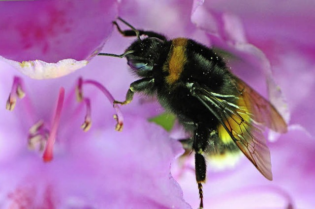 Mit ihrem langen Rssel kommen Hummeln...ie Bienen links liegen lassen mssen.   | Foto: Fotos: dpa/colourbox
