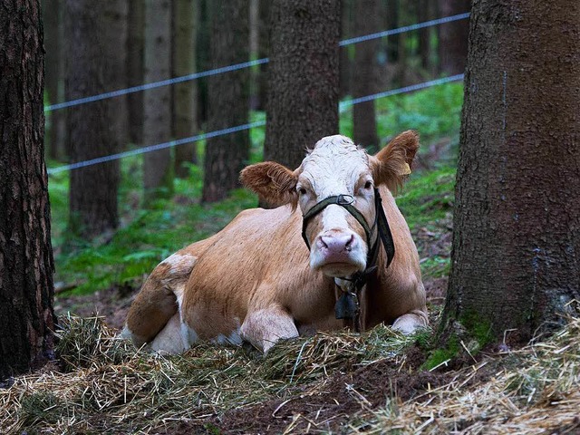 Khe im Wald &#8211; heute nur ein Ausnahmefall, wenn Tiere ausgerissen sind.   | Foto: dpa