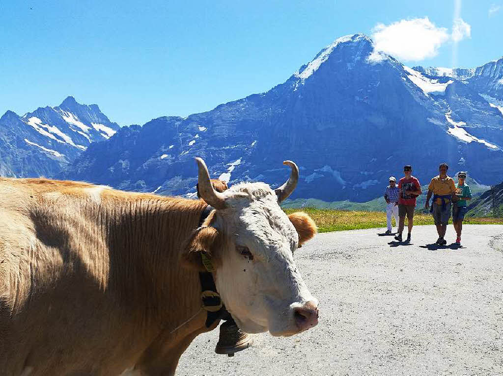 Eine „Begegnung im Berner Oberland“, fotografiert von Wilfried und Martina Promesberger.