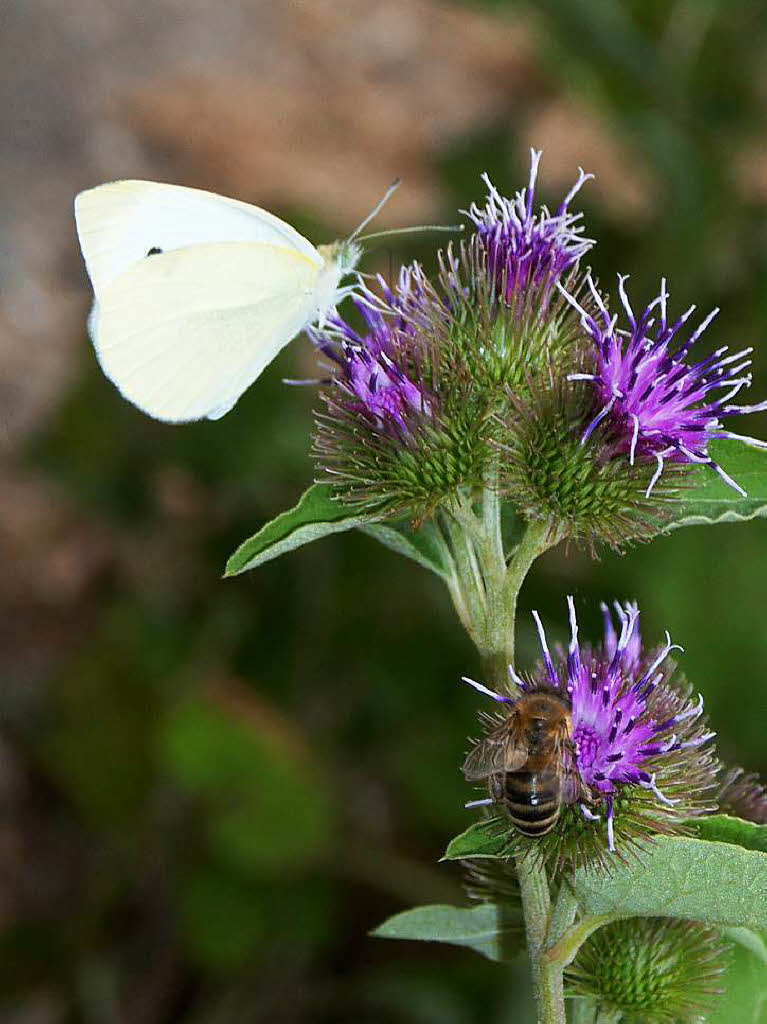 „Schmetterling und Distel“, fotografiert von Peter Kuflin zwischen Grenzach und Wyhlen
