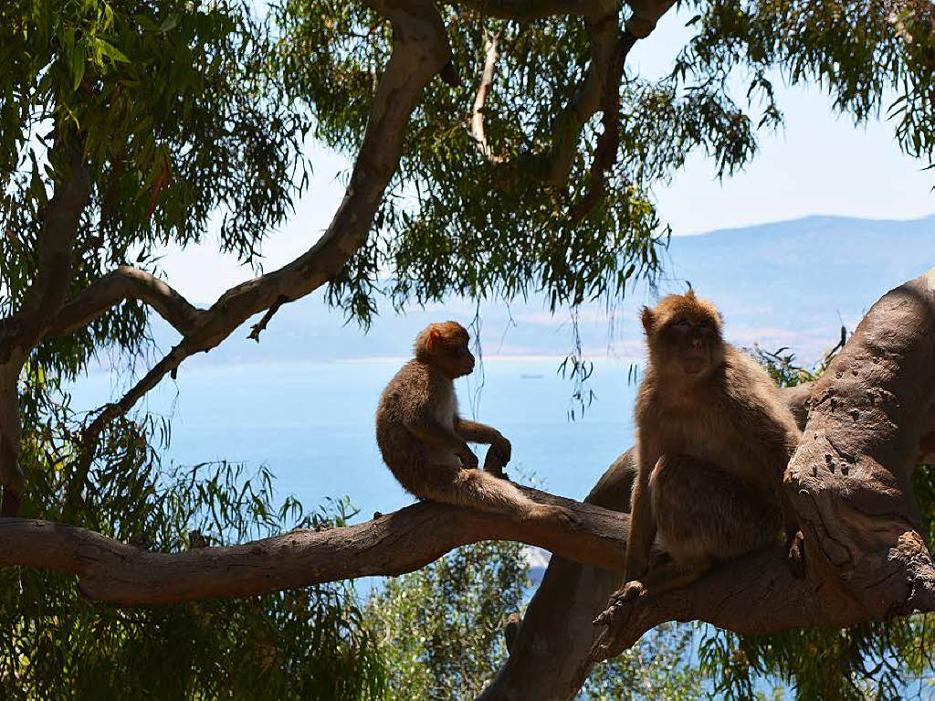 „Affen auf Gibraltar“, ein Foto von Brigitte Barten.