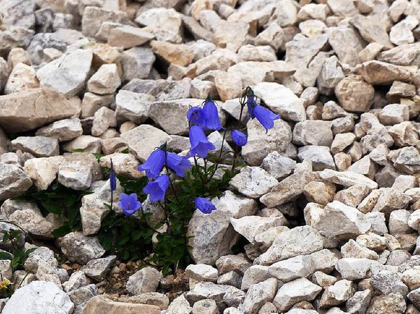"Blmchen im Schotter", fotografiert in Sdtirol von Tilo Weisbach