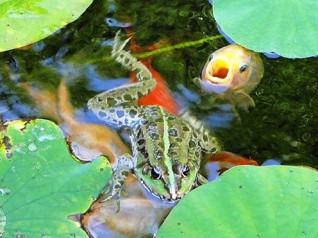 „Frosch im Gartenteich“, ein Foto von Volker Morgenstern.