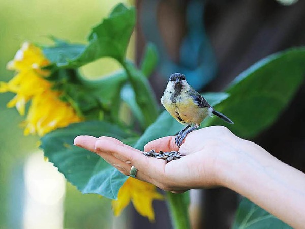 "Zutrauliche Kohlmeise", aufgenommen im Garten von Thea Pflger.