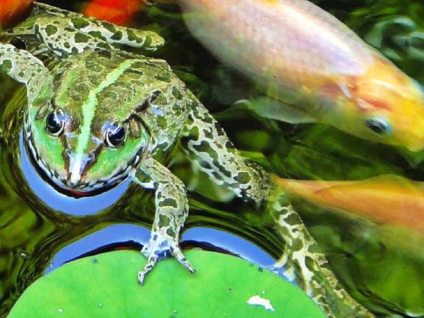 "Nahaufnahme von Frosch und Fisch", fotografiert von Volker Morgenstern.