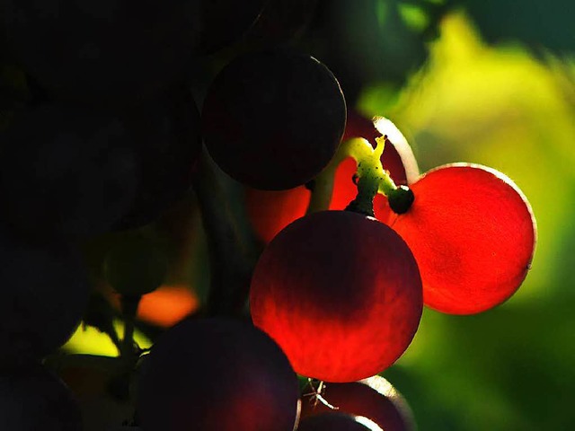Zu viel Sonne ist auch nicht gut fr Weintrauben.  | Foto: Andrea Schiffner