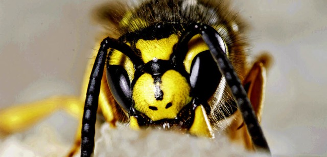 Macht vielen Menschen Angst: eine Wespe.   | Foto: dpa