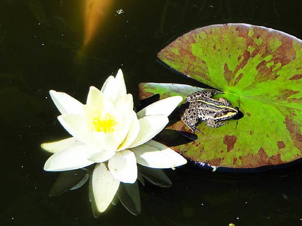 "Frosch Felice im Gartenteich" von Volker Morgenstern