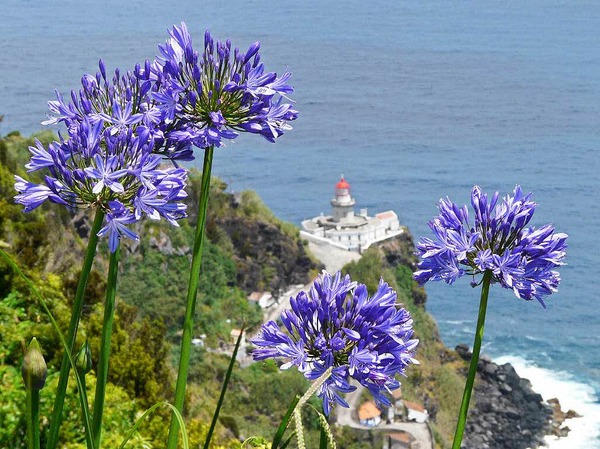 Agapanthusblten mit dem Leuchtturm von Nordeste, Sao Miguel, Azoren, Portugal fotografiert von Christoph Karpstein