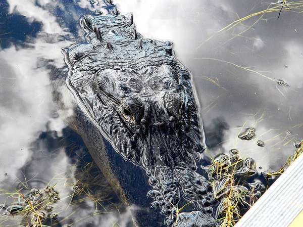 Aufgenommen von Manfred Wagner auf einem Air-Boot in den Everglades in Florida