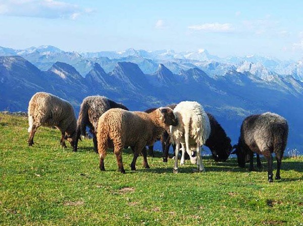 "Wanderung: Vom Sntis zum Altmann am 8. August, Standort: LisengratHintergrund: Mitte rechts der Tdi" aufgenommen von Jochen Neubert