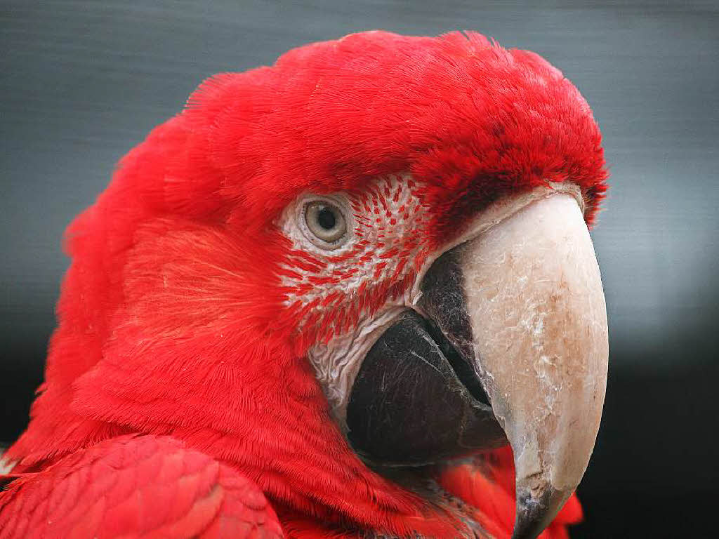 Christiane Dietrich: Die Aufnahme des Papageis entstand bei einem Besuch im Vogelpark Steinen.