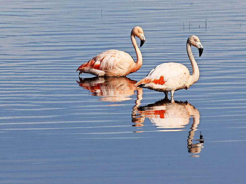 Hans Rosemann: Die beiden Flamingos wurden von mir an einem See in El Calafate in Argentinien in den frhen Morgenstunden aufgenommen.