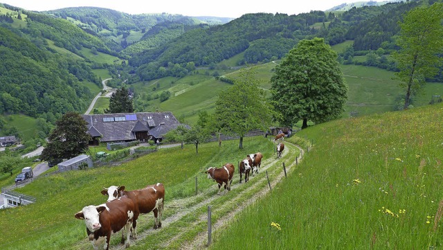 Die Landschaft auf der Gemarkung der G...biet, hat der Gemeinderat entschieden.  | Foto: Archivfoto: Eberhard Gross