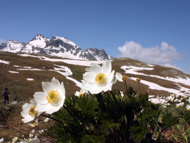 Wandern in den Alpen: schn, aber nich...hringen ist dabei in den Tod gestrzt.  | Foto: dpa-tmn