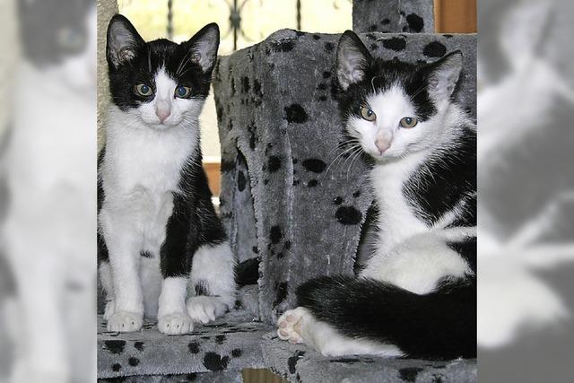 Tierschutzverein bernimmt zwlf Katzen aus Privathaushalt