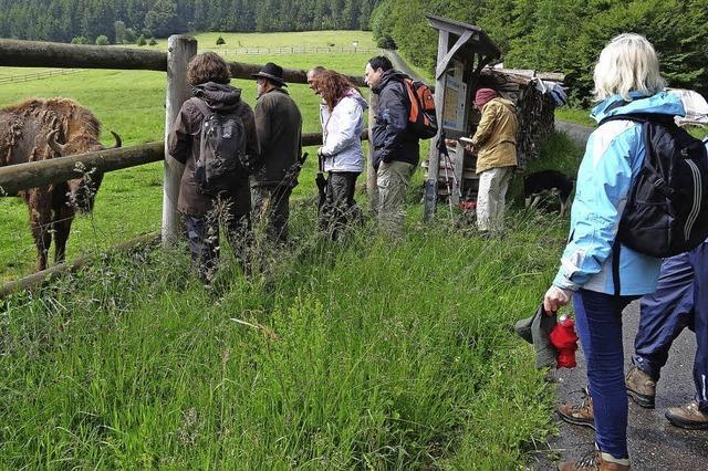 Vielfalt an Grsern und Krutern