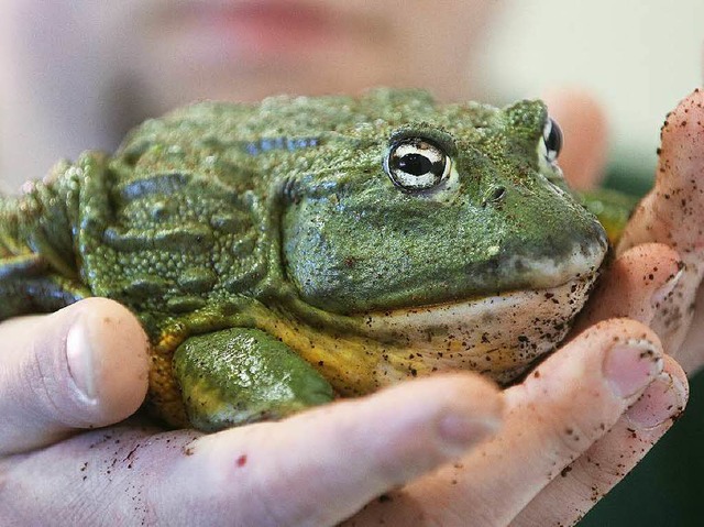 Ein Einwanderer breitet sich aus &#8211; der Ochsenfrosch.   | Foto: dpa