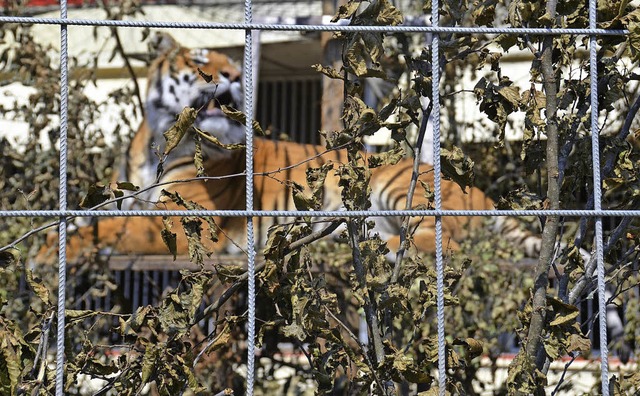 Mittagsschlaf im Baum: Nach der Ftter...erne auch einmal in zwei Metern Hhe.   | Foto: Martin Wunderle