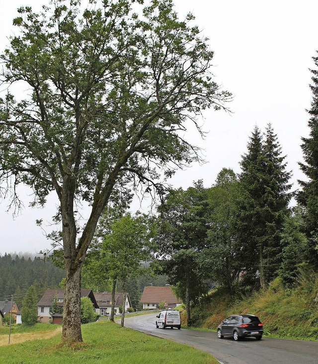 Die Linde, die fr den Straenbau gefllt werden soll.   | Foto: Gert brichta