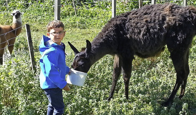 Der kleine Rodrigo vom Kindergarten St...st  das  Lama seine gesammelten pfel.  | Foto: Kindergarten