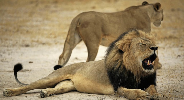 Lwe Cecil: Gettet von einem amerikanischem Jger.   | Foto: dpa