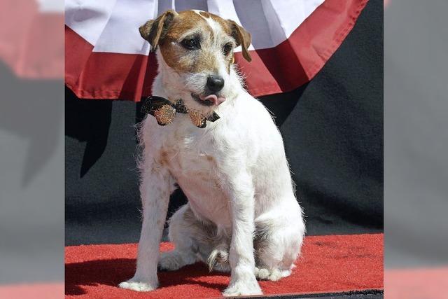 Uggie, der Hund aus „The Artist“, in LA gestorben
