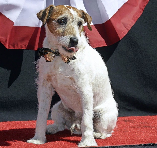 Uggie, ein tierischer Star   | Foto: dpa