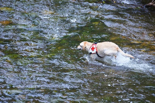 Das Wasser der Wutach ist fr die Rettungshunde kein Hindernis.  | Foto: Juliane Khnemund