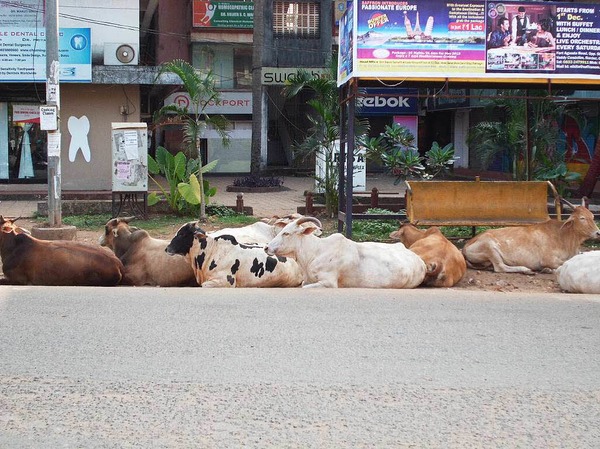 Nach dem Motto: "Wann kommt endlich unser Bus?" fotografiert von Helga Heidrich auf Goa