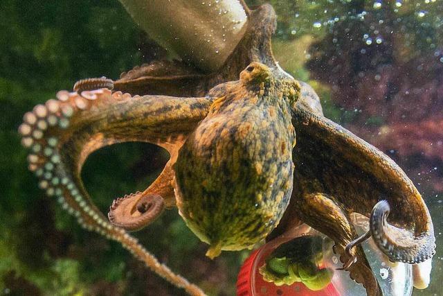 Clever mit acht Armen: Zoo Basel hat einen neuen Oktopus