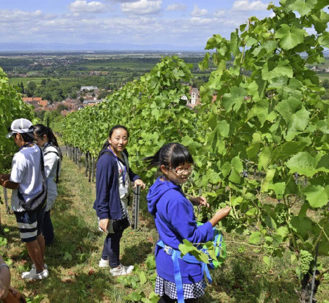 Im Rebgewann Sonnhole lernten die Gste aus Japan die Arbeit im Weinberg kennen.  | Foto: Beatrice Ehrlich