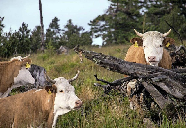 Schne,  raue  Landschaft: der Grindenschwarzwald   | Foto: arne kolb