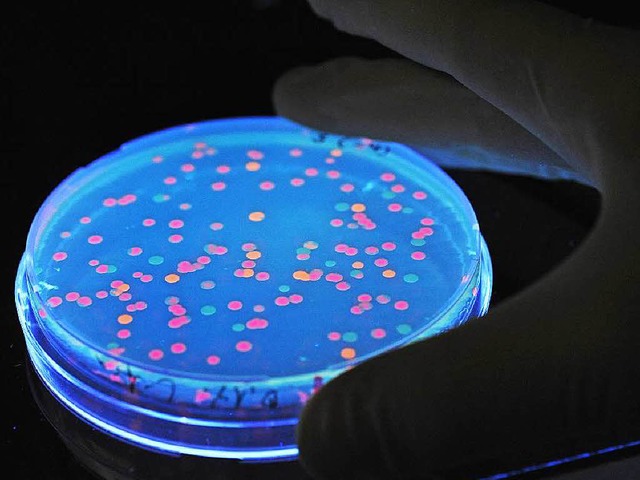 Fluoreszierende Salmonellen liegen unt... der Infektionen im Kreis Emmendingen.  | Foto: dpa